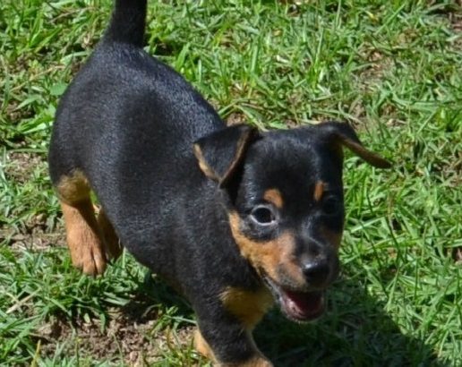 Hunt terrier puppies for sale