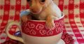 Chihuahua puppies for sale