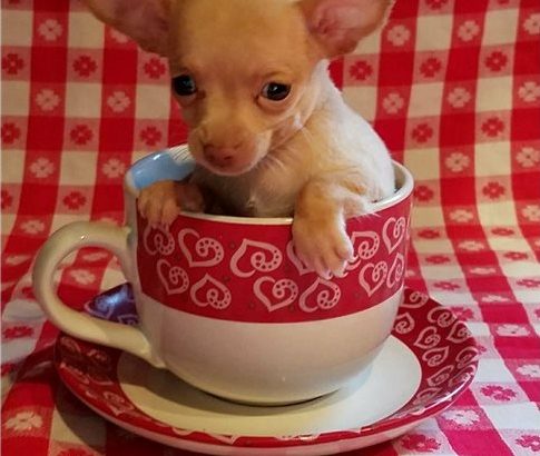 Chihuahua puppies for sale