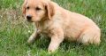Golden Retriever Puppies For Sale