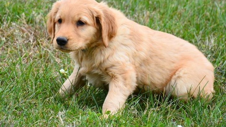 Golden Retriever Puppies For Sale