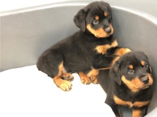 Rottweiler Puppies For Sale