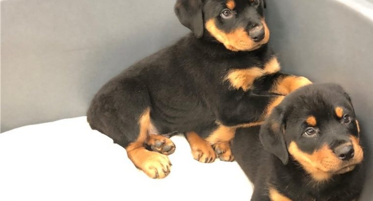 Rottweiler Puppies For Sale