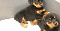 Rottweiler Puppies For Sale