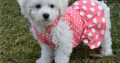 Bichon Frise puppies for sale