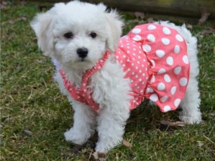Bichon Frise puppies for sale