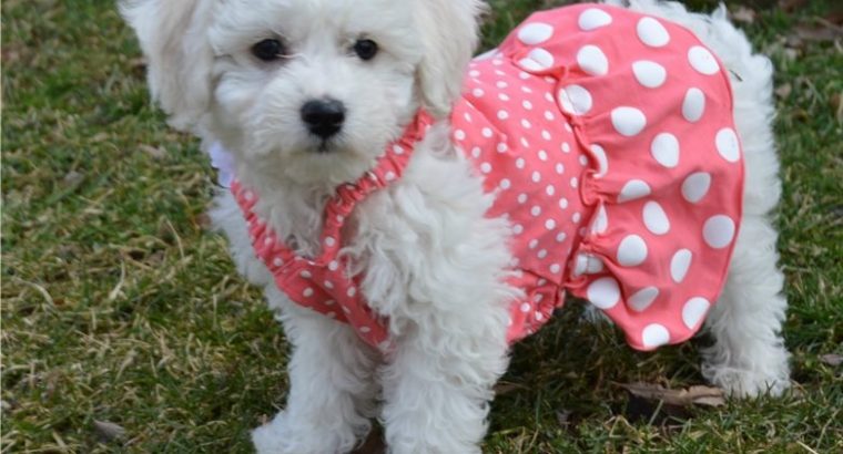Bichon Frise puppies for sale