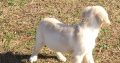 Golden Retriever Puppies For Sale