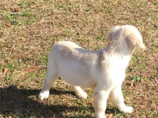 Golden Retriever Puppies For Sale
