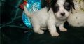 Havanese puppies for sale