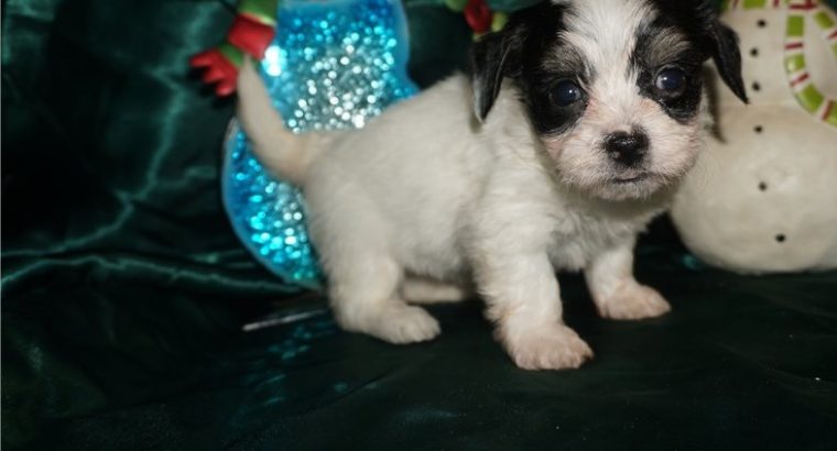 Havanese puppies for sale