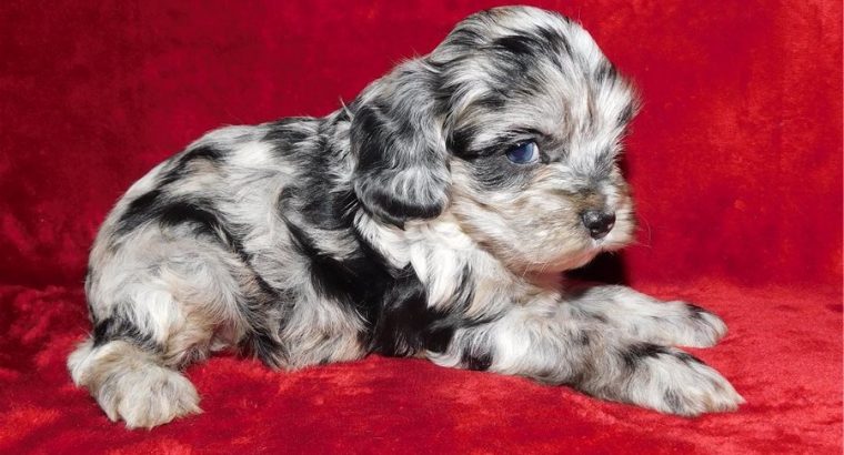 Cockapoo puppies Available for sale