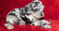 Cockapoo For Sale