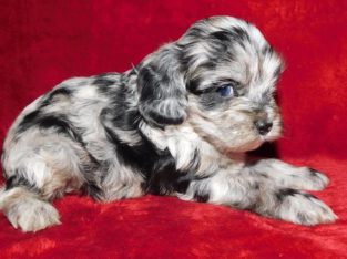 Cockapoo For Sale