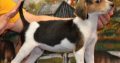 American foxhound puppies for sale