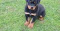 Rottweiler Puppies For Sale