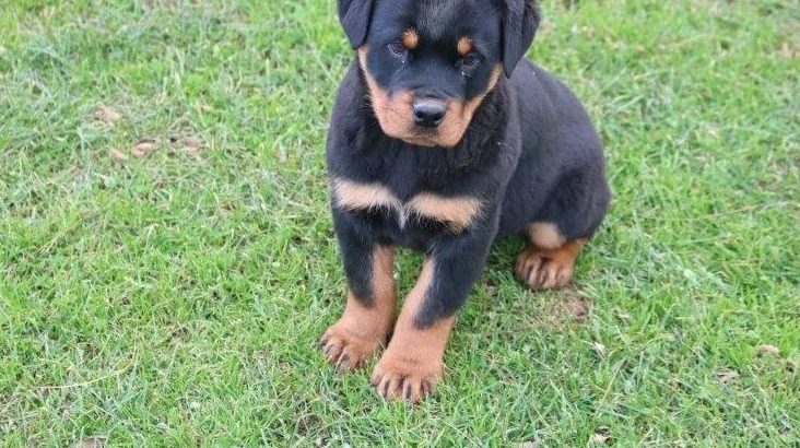 Rottweiler Puppies For Sale