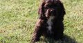 cocker spaniel Terrier puppies Available for sale