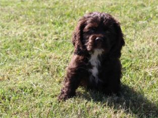 cocker spaniel Terrier puppies Available for sale