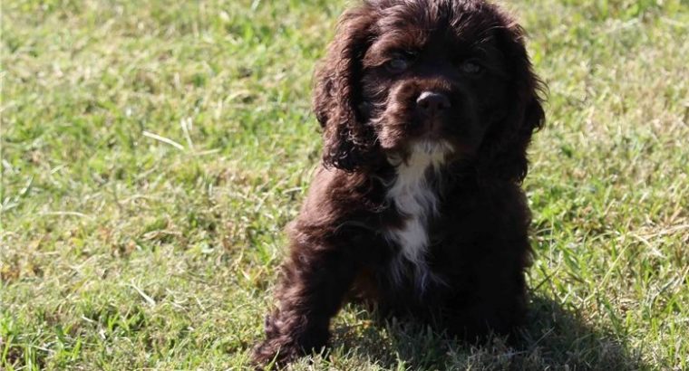 cocker spaniel Terrier puppies Available for sale