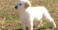 Golden Retriever Puppies For Sale