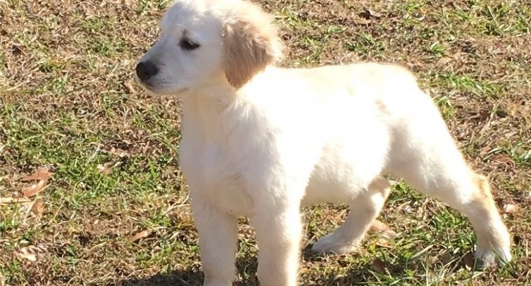 Golden Retriever Puppies For Sale