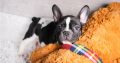 French Bulldog puppies Available for sale