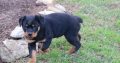 Rottweiler Puppies For Sale