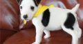Jack Russell Terrier puppies Available for sale