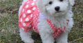 Bichon Frise puppies for sale