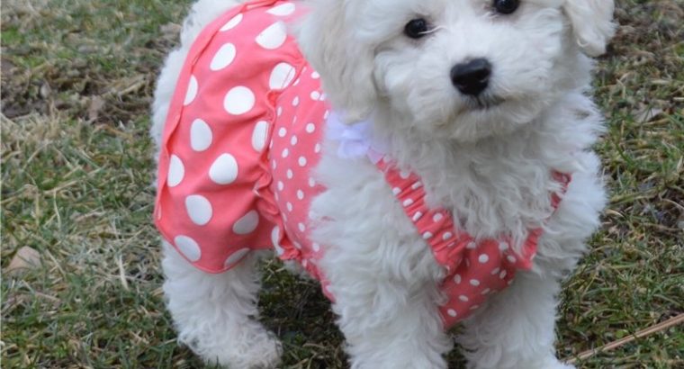Bichon Frise puppies for sale