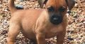 Hunt terrier puppies for sale