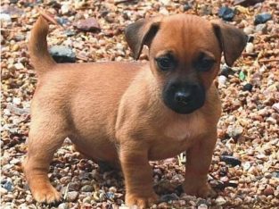 Hunt terrier puppies for sale