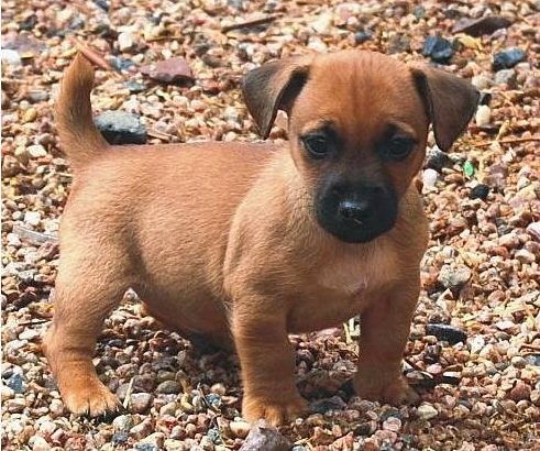 Hunt terrier puppies for sale
