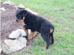 Rottweiler Puppies For Sale
