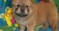 chow chow puppies Available for sale