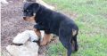 Rottweiler Puppies For Sale