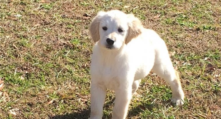 Golden Retriever Puppies For Sale