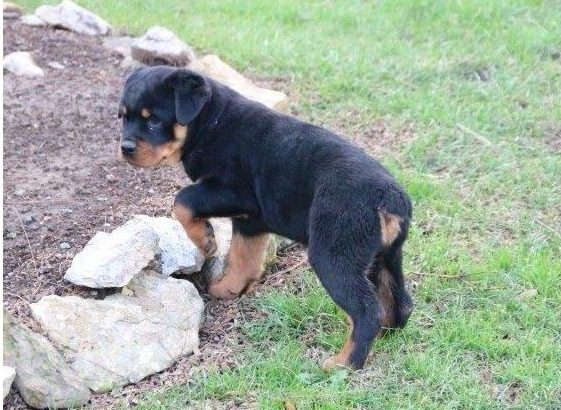 Rottweiler Puppies For Sale
