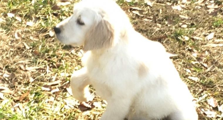 Golden Retriever Puppies For Sale