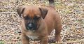 Hunt terrier puppies for sale