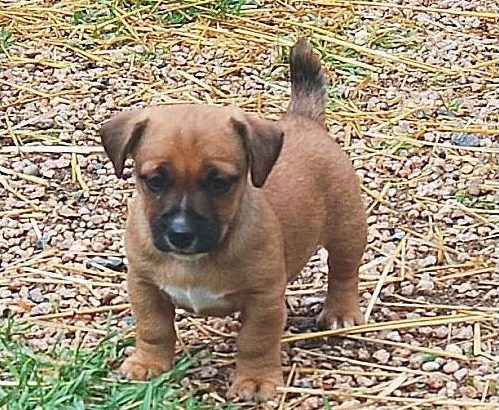 Hunt terrier puppies for sale