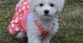 Bichon Frise puppies for sale