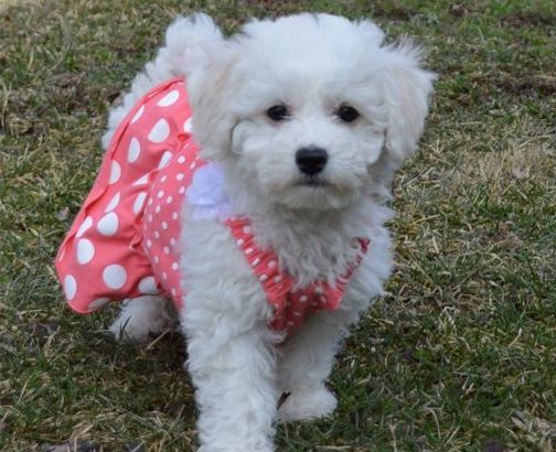 Bichon Frise puppies for sale