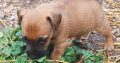 Hunt terrier puppies for sale