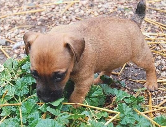 Hunt terrier puppies for sale