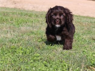 cocker spaniel puppies for sale