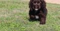 cocker spaniel puppies for sale