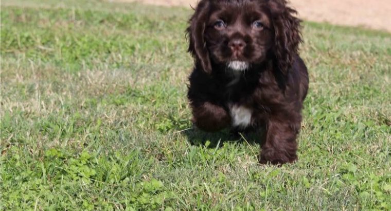cocker spaniel puppies for sale