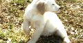 Golden Retriever Puppies For Sale